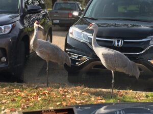 Sandhill cranes